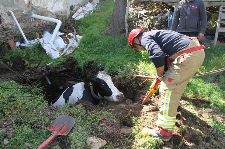 Kuyuya düşen 7 aylık gebe inek kurtarıldı