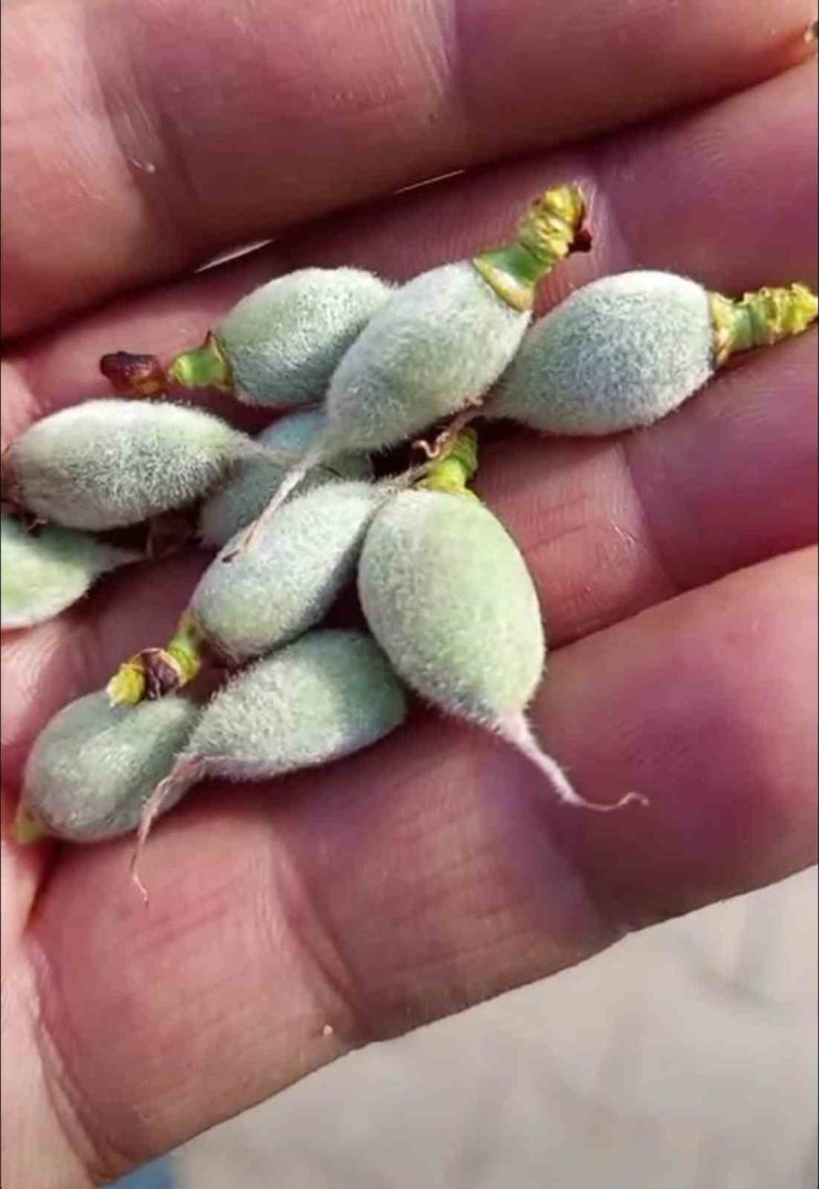 Çermik’te yılın ilk çağla hasadı başladı