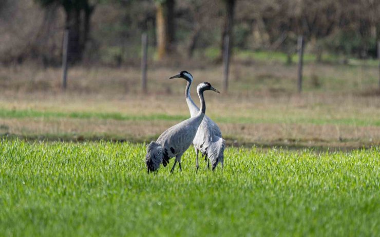 Turnaların izinde: 2026 izleme çalışmaları sürüyor