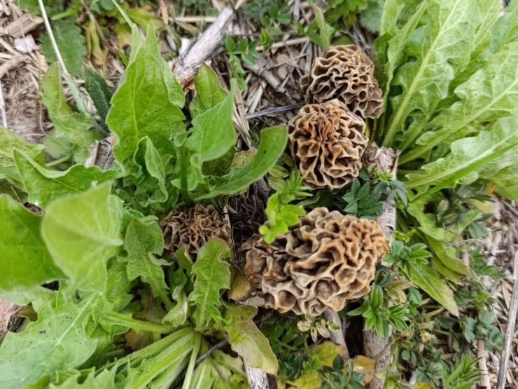 Hisarcık’ta kuzugöbeği sezonu açıldı