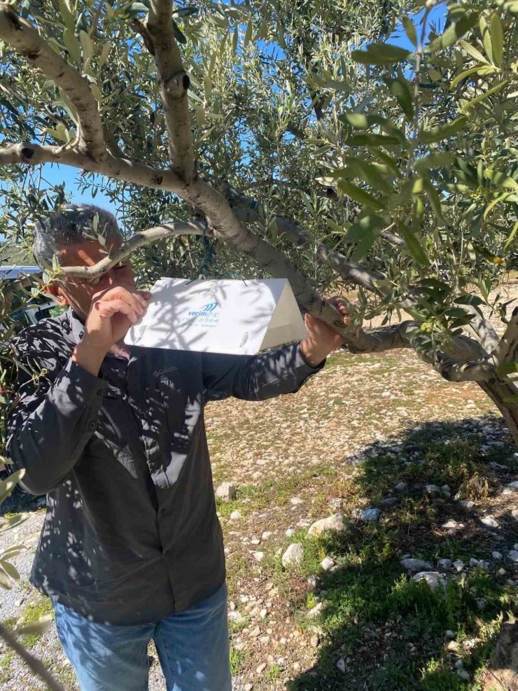 Zeytin güvesine karşı tuzak kurulumları başladı