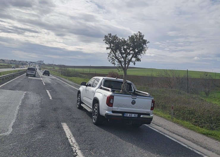 D100’de şaşırtan görüntü: Pikapta zeytin ağacı taşıdılar