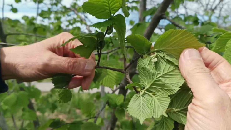Giresun’da fındıkta don riski yok, üreticiyi kokarca korkutuyor