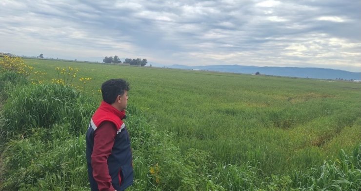 Söke’de hububat ekili araziler denetlendi