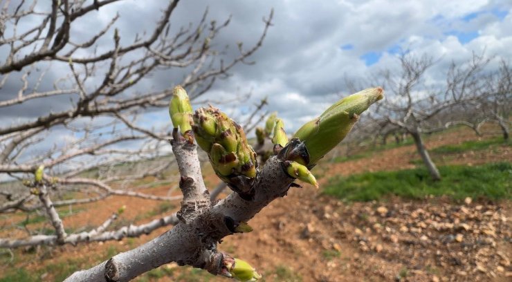 Antep fıstığının sürgün gelişiminde karagöz kurdu ve kabuklu bit riski