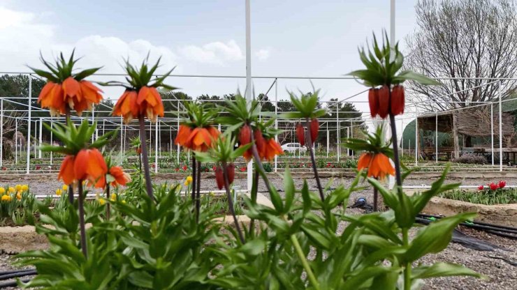 Ters laleyi koparmanın cezası 700 bin lira: Yılda sadece 20 gün yaşıyor