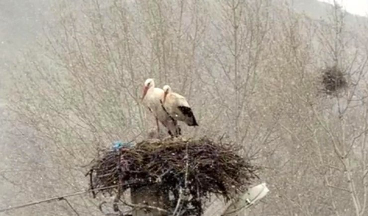 Erken göçen leyleklere kar sürprizi