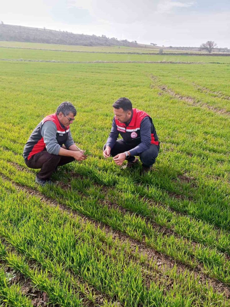 Tomarza’da zirai don uyarısı sonrası saha kontrolleri devam ediyor