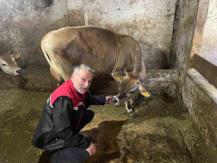 Danimarka ve Amerika’dan getirildiler, Of’a kısa sürede uyum sağladılar