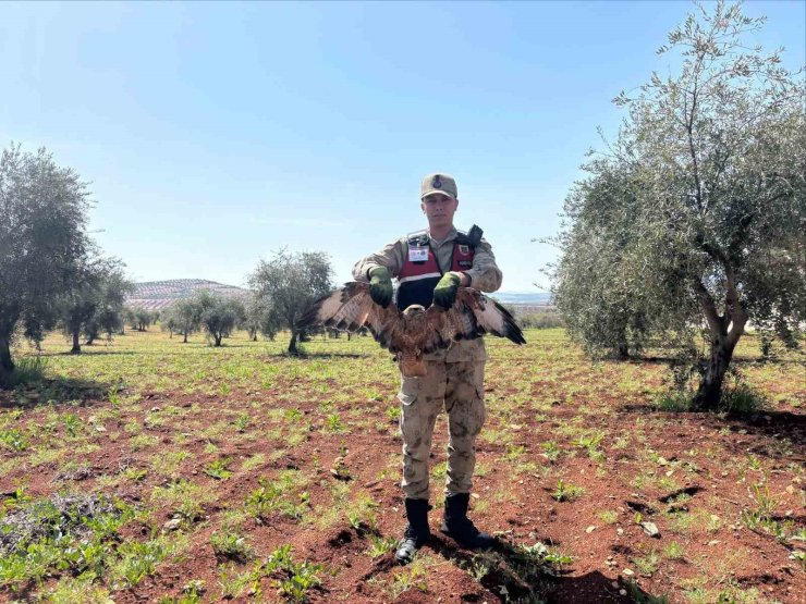Kilis’te yaralı kızıl şahin bulundu