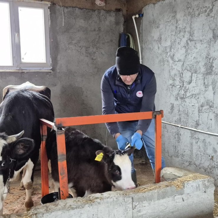Düzce’de ekipler hayvan sağlığı için sahada