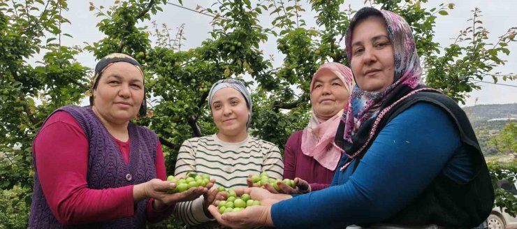 Mersin’de açıkta erik hasadı başladı, fiyatı 200 TL’ye kadar düştü