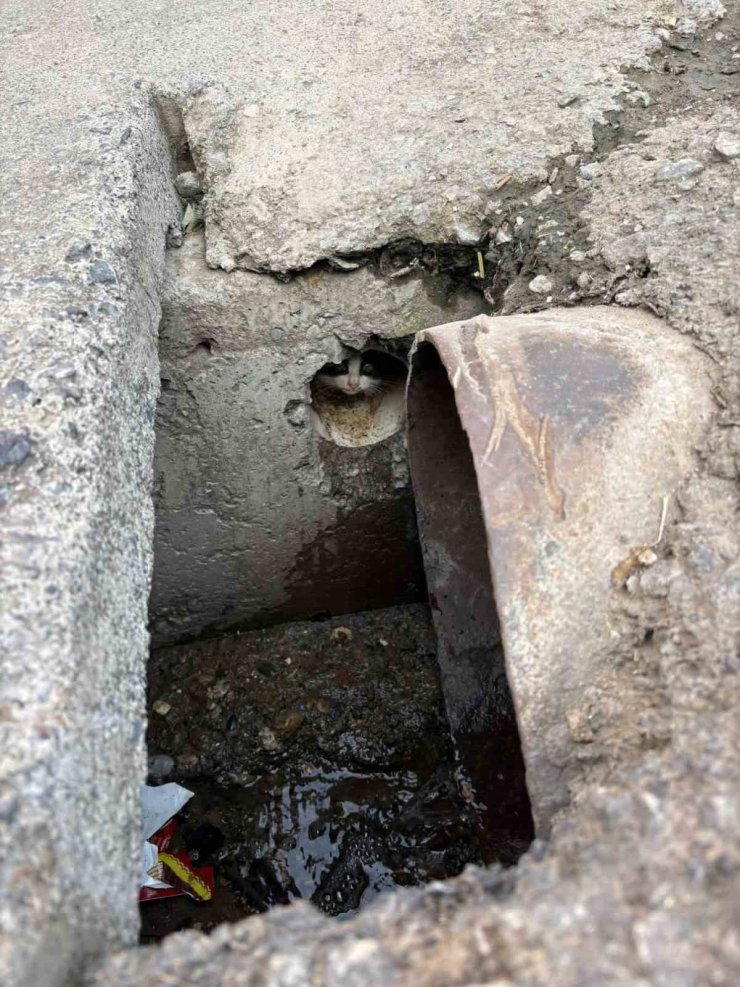 İskenderun’da rögar borusuna düşen yavru kediler kurtarıldı