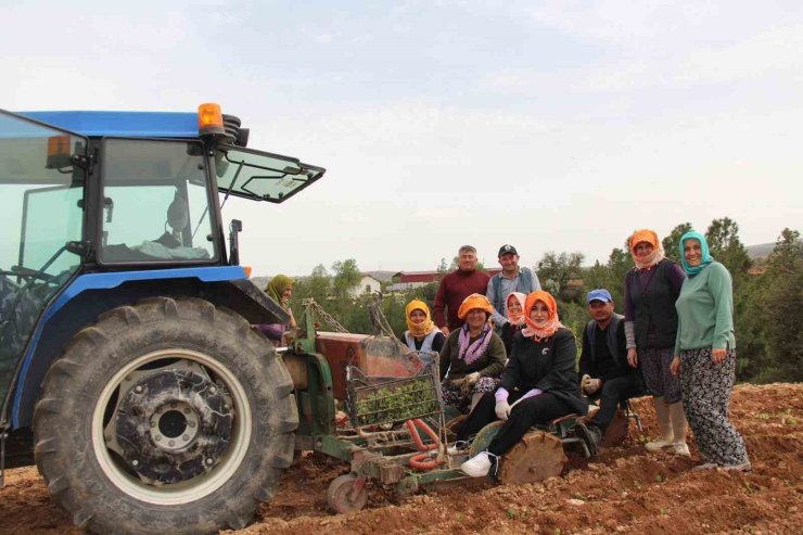 Poşusunu takan Kaymakam Kuran üreticilerle birlikte kekik dikti