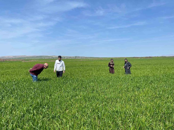 Cizre’de tarlalarda ‘süne’ mesaisi