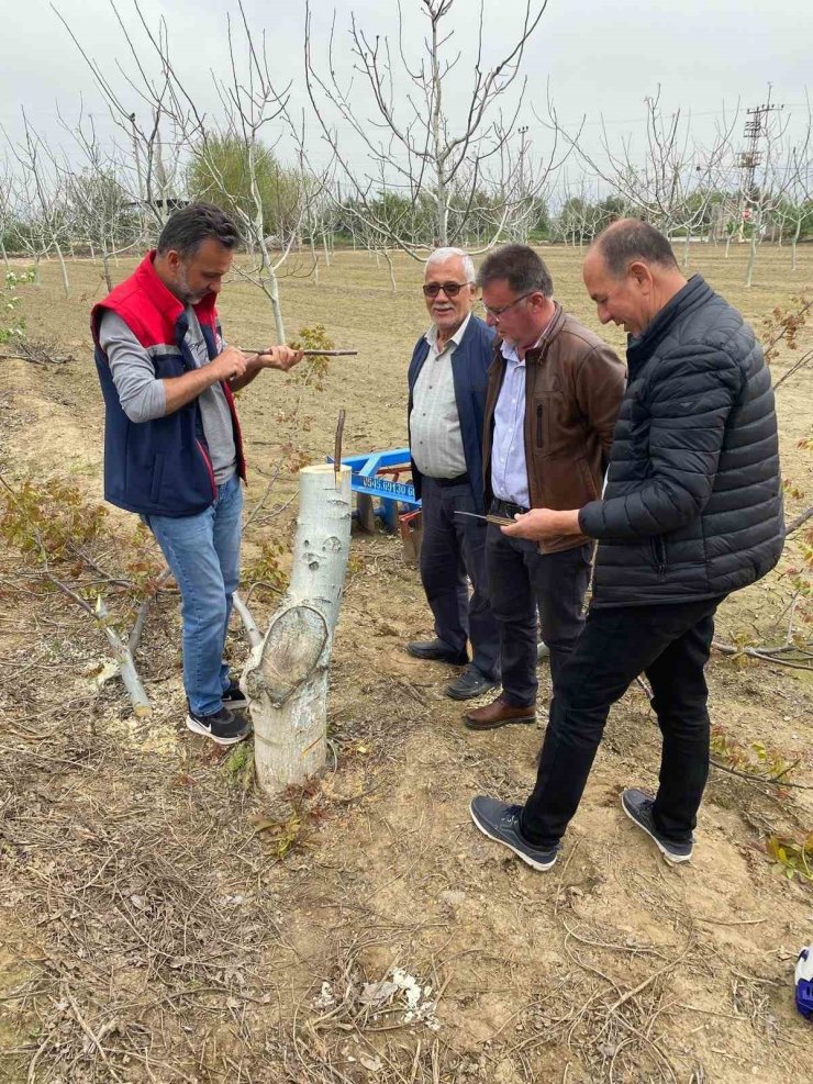Koçarlı’da üreticilere "Cevizde Aşılama" eğitimi verilecek