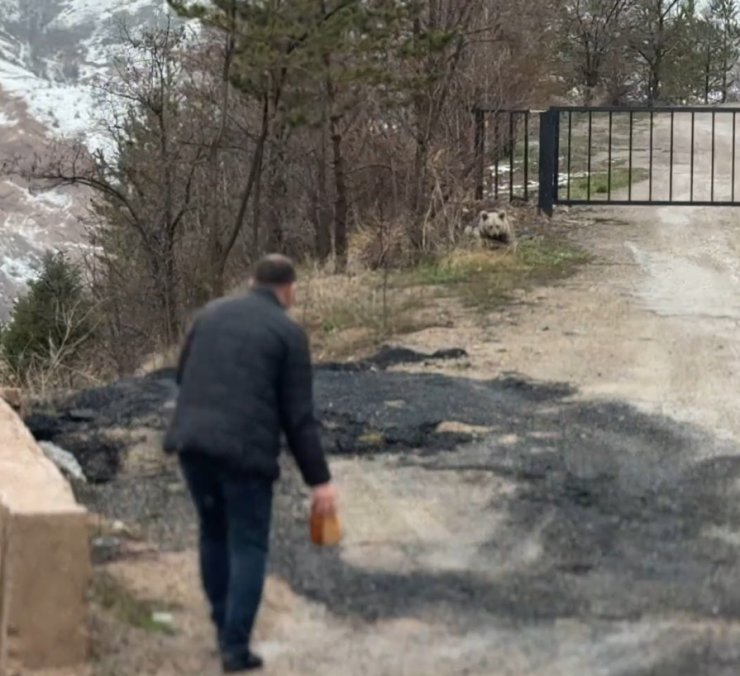 Gümüşhane’de aç kalan yavru ayıyı elleriyle beslediler