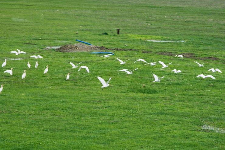 Göçmen kuşlar Muş Ovası’nı süsledi