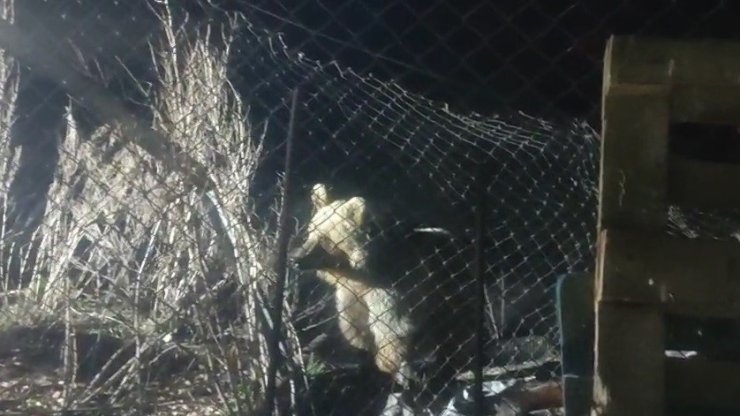 Bayburt’ta şantiye alanına inen ayı vatandaşın sesini duyunca böyle kaçtı