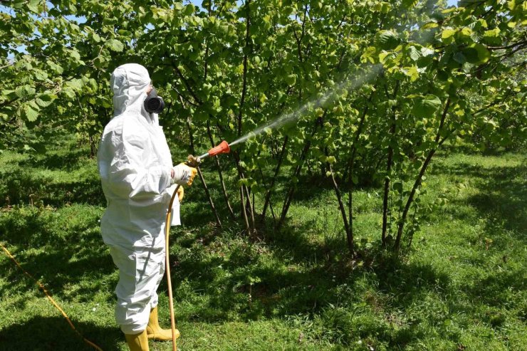 Fındıkta külleme ve kozalak akarına karşı mücadele başlatıldı