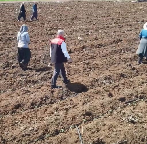 Elazığ’da domates üretiminde yeni sezon başladı