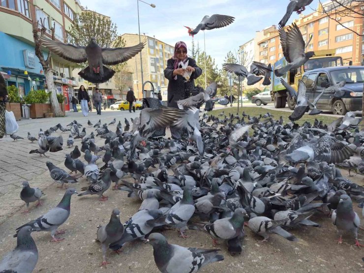 Kuşlara yem dağıtan yaşlı kadın onlarca güvercinin arasında kaldı