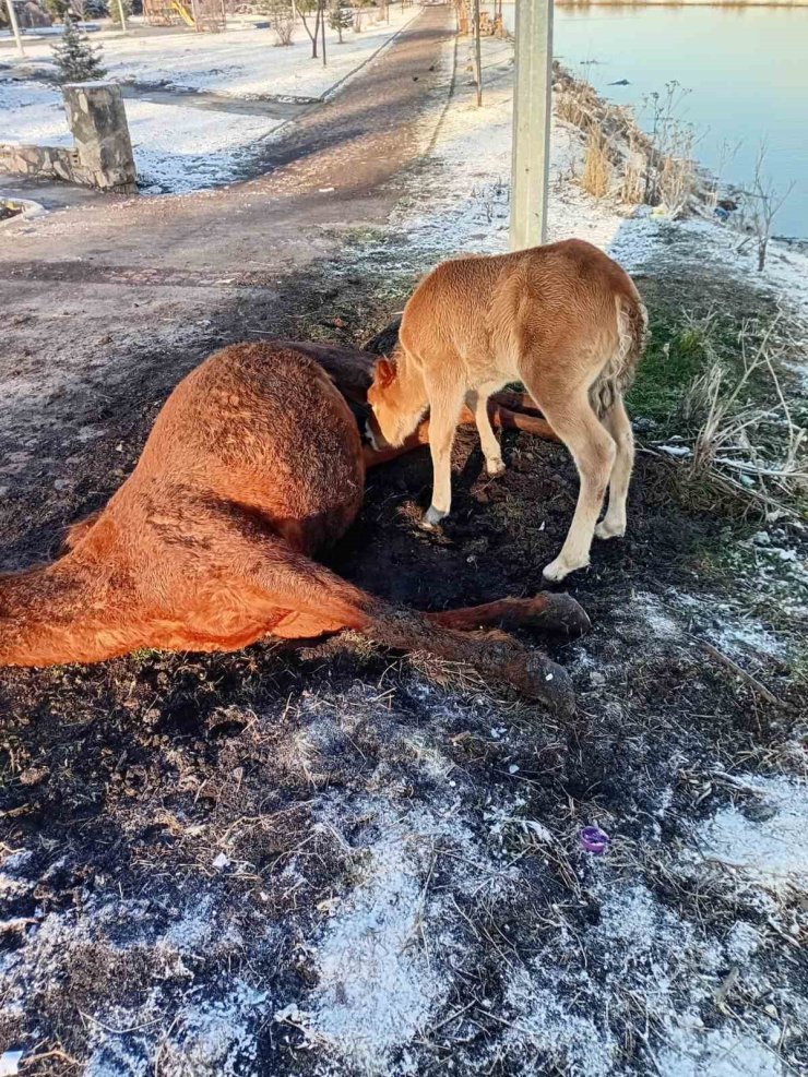 Annesini kaybeden tay, onu hâlâ emmeye çalıştı