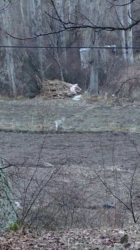 Tortum’da nesli tükenme tehlikesinde olan vaşak görüntülendi