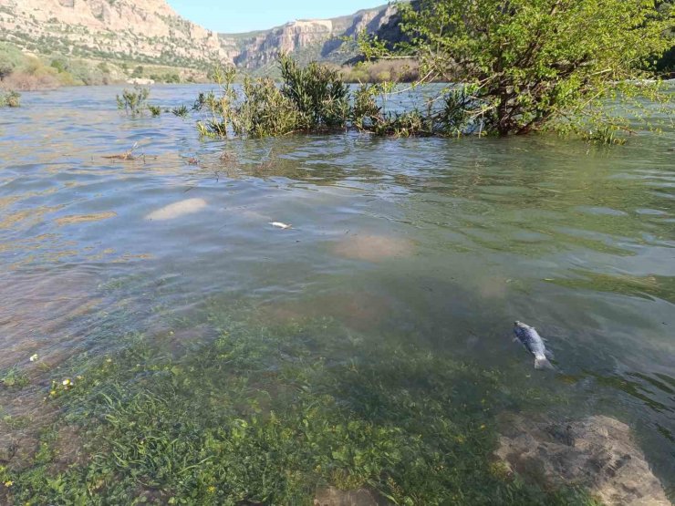 Dicle Nehri’nde balık ölümleri tedirgin etti