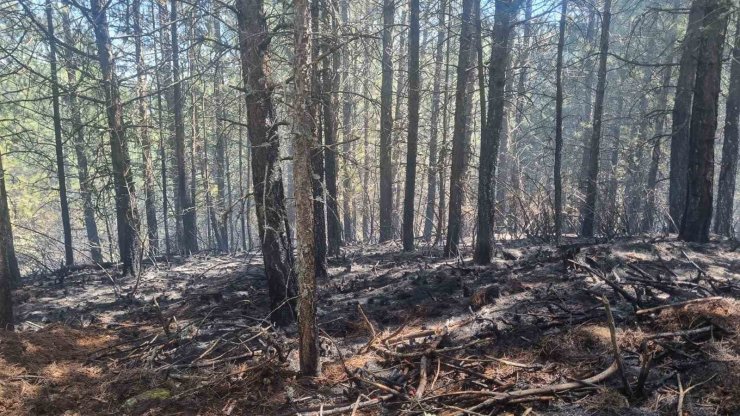 Orman yangını kontrol altına alındı