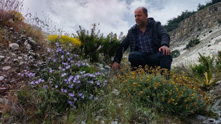 Dünyada sadece Aydın’da yetişen ’Küçük Çan’ yok olma tehlikesiyle karşı karşıya