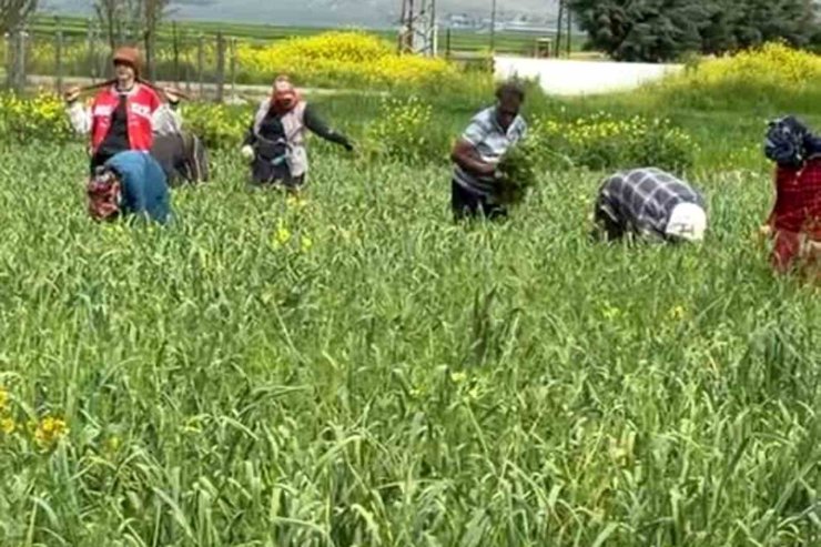 AB tescilli araban sarımsağında yabancı ot temizliği sürüyor