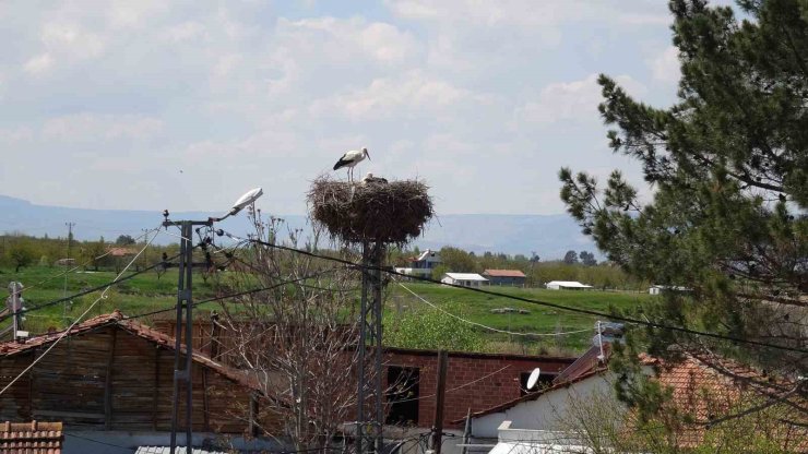 Malatya’da baharın müjdecisi leylekler yuvalarına dönüyor