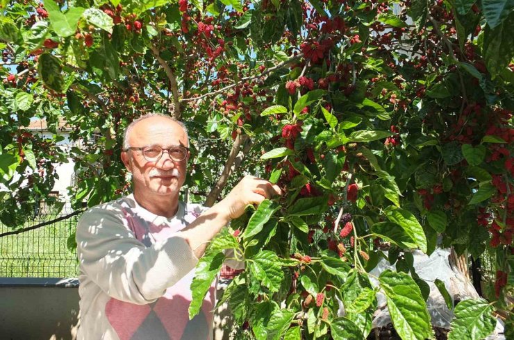 Burhaniye’de baharın ilk meyveleri dutlar kendini gösterdi