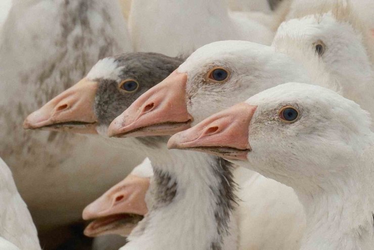 Anadolu kazına "milli kimlik": Anne hattı Yozgat, baba hattı Bandırma