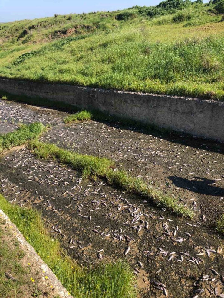 Tekirdağ’da gölde toplu balık ölümleri yaşandı