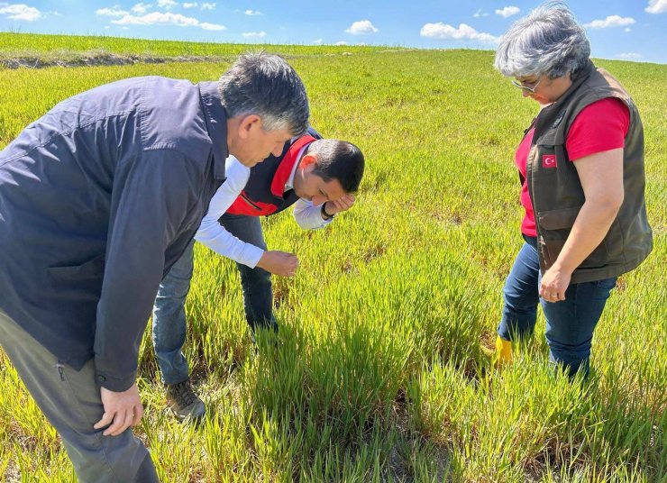 Hububat ta görülen süne ve diğer zararlılara karşı kontroller başladı