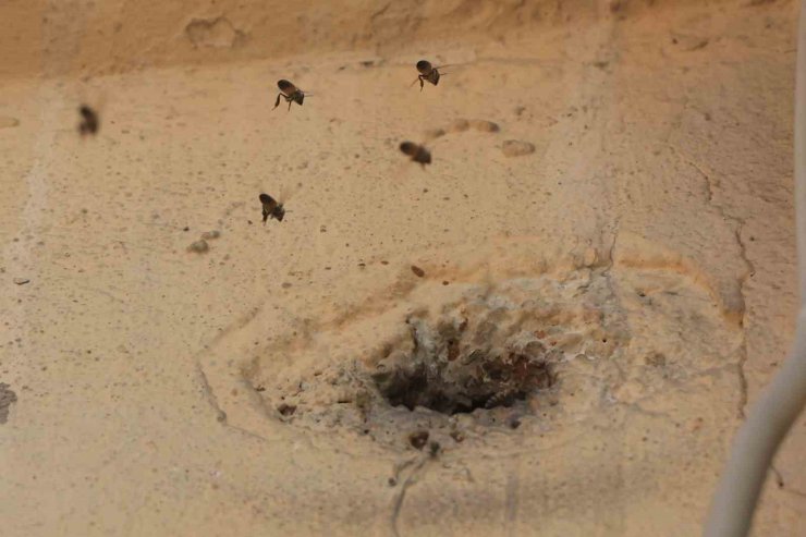 Yıllardır mahalleyi mesken tutan arıları çocukların attığı taş kızdırdı