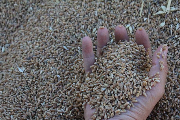 Dünya hububat üretiminde bir ilk gerçekleşecek