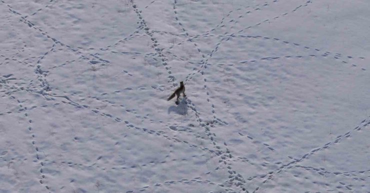 Van’da tilkinin avı dron kamerasına yansıdı