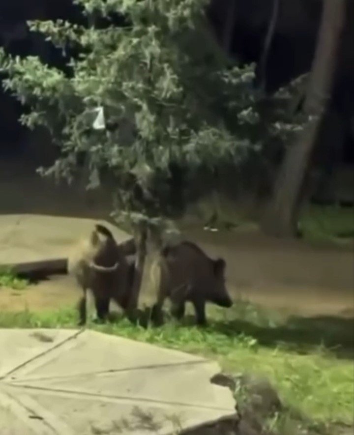 Bursa’da domuzlar piknik alanlarına indi