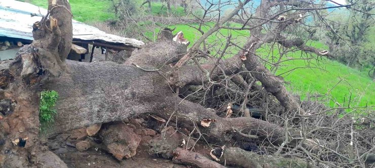 Derecik’te üzerine ağaç devrilen ağıldaki 4 keçi telef oldu