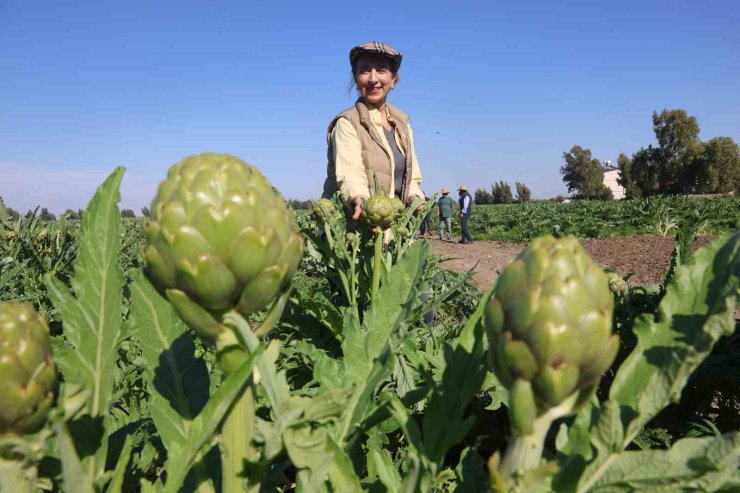 Akademisyen çiftçinin 7 yıl süren emekleriyle 120 dönüm alana yaydığı enginar üretiminde hasat başladı