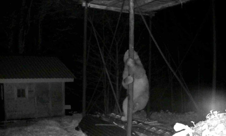 Aç kalan ayı kovanlara ulaşmak için düz demire tırmanmaya çalıştı