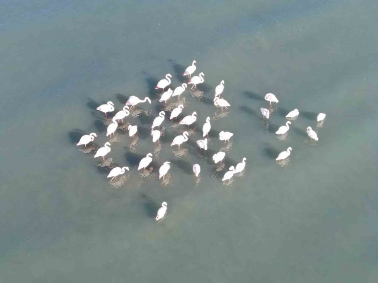 Van Gölü havzasının zarif misafirleri: Allı turnalar Erçek Gölü’ne gelmeye başladı