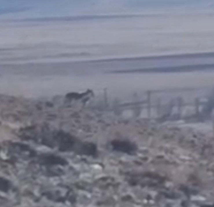 Özalp’te sürüye saldırmak için fırsat kollayan kurtlar görüntülendi