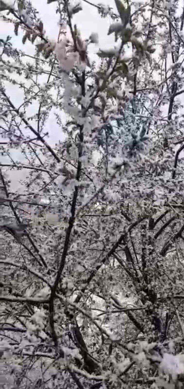 Adana’da kiraz çiçekleri karla kaplandı