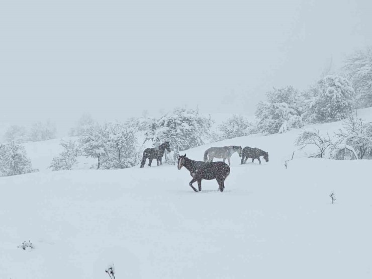 Bolu’da yılkı atları karlar altında görüntülendi