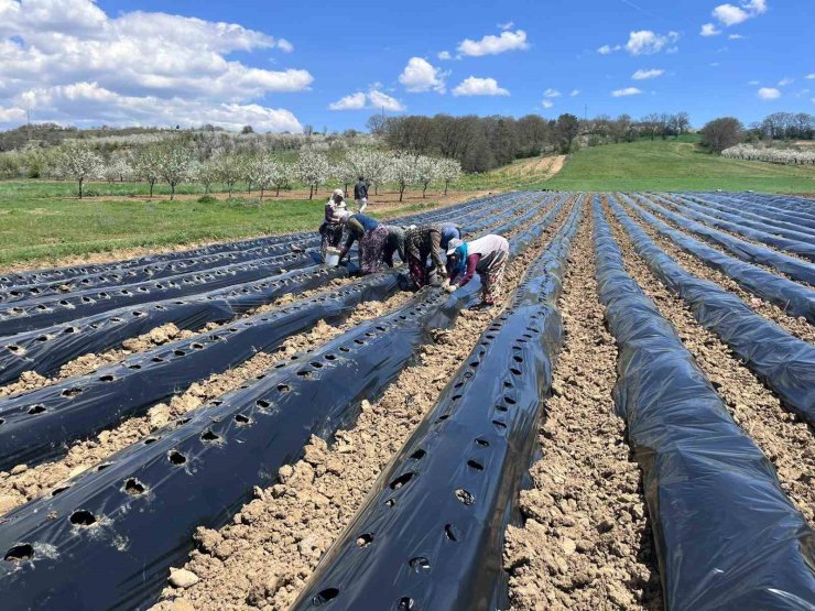 Pazarlar’da çilek üretimine destek