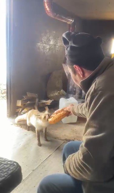 Ahlat’ta tilki ile işçilerin dostluğu gülümsetiyor